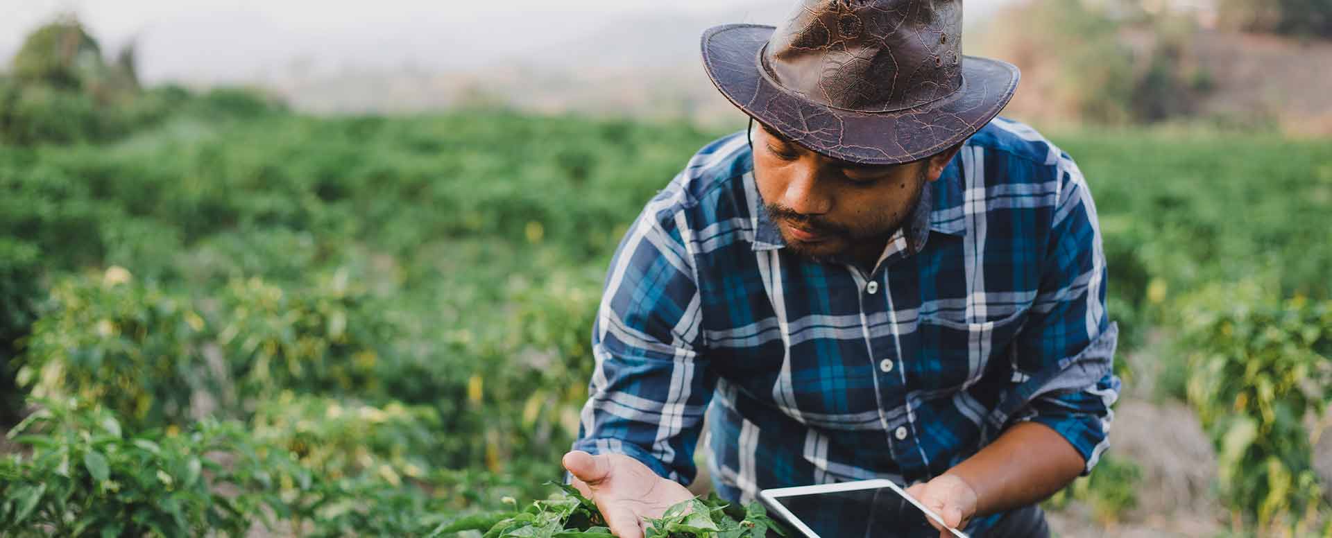 A man checking plants in field