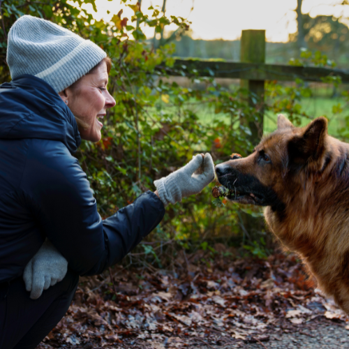 Woman in winter clothes, hat and gloves with a German Shepherd dog, holding out a treat