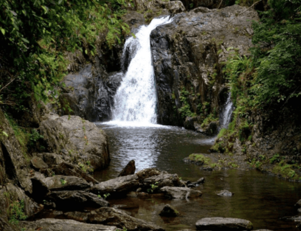 Small waterfall into rocky forest pool