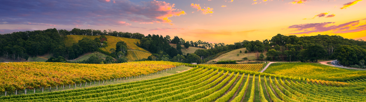 Vineyard rows across rolling hills under sunset sky