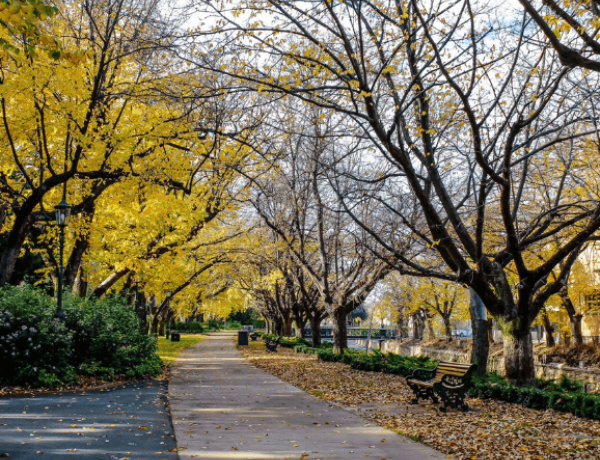 Tree-lined path with yellow autumn leaves
