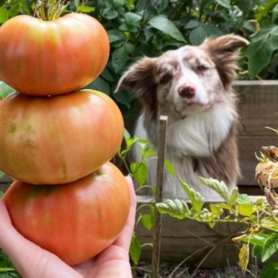 Dog behind giant tomatoes in garden