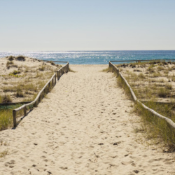 Sandy path leading to a beach with fences