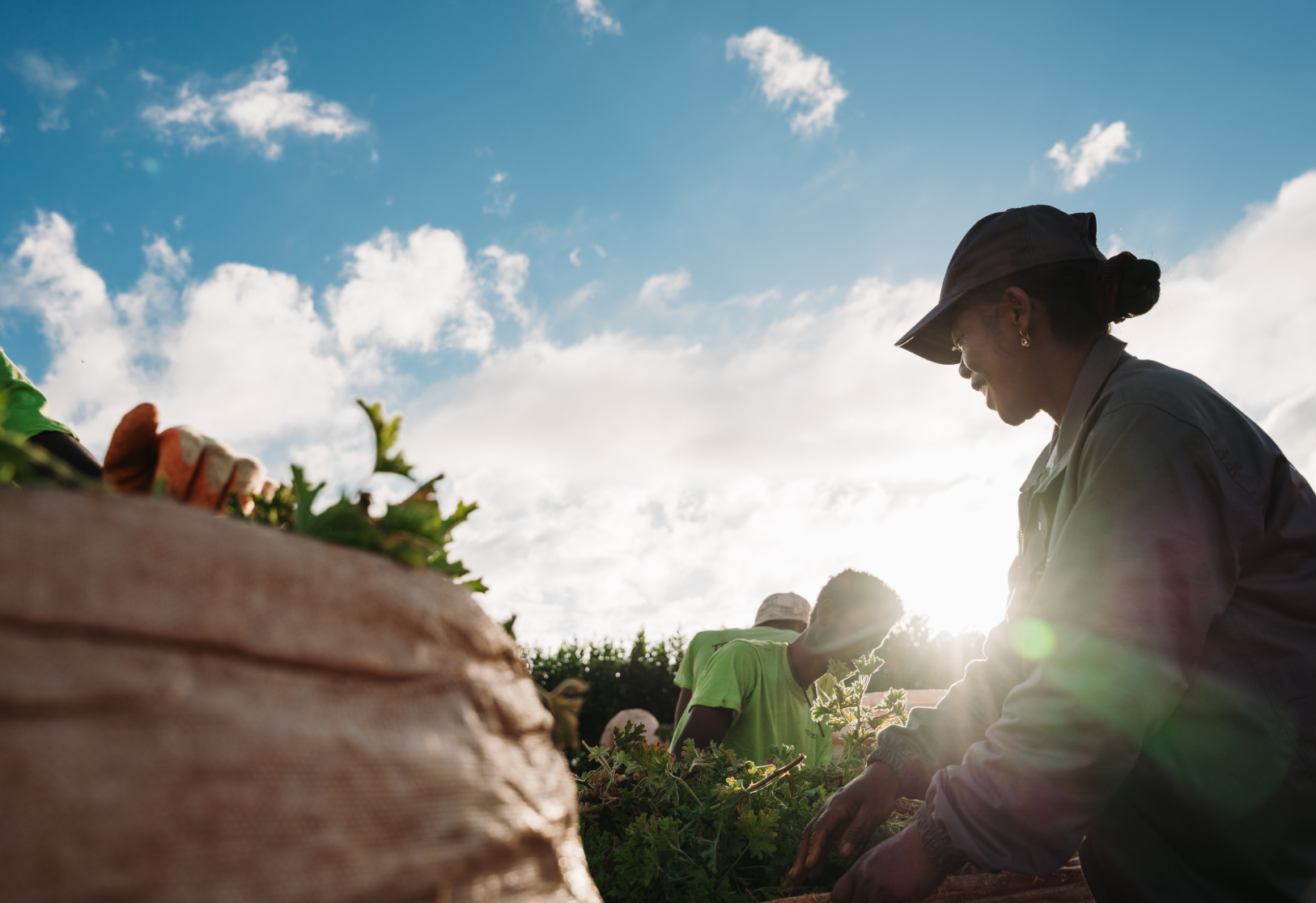 Farm workers harvesting crops under sunny skies