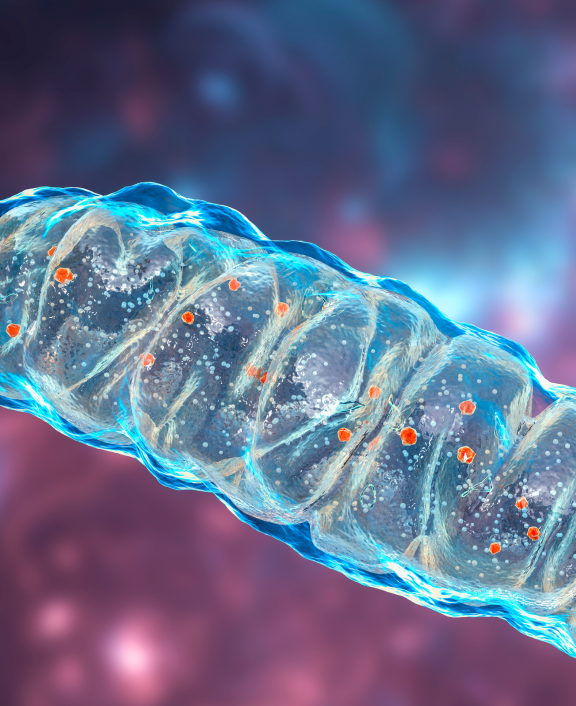 Microscopic view of mitochondria structure in cell