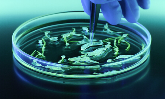 Gloved hand using tweezers over petri dish